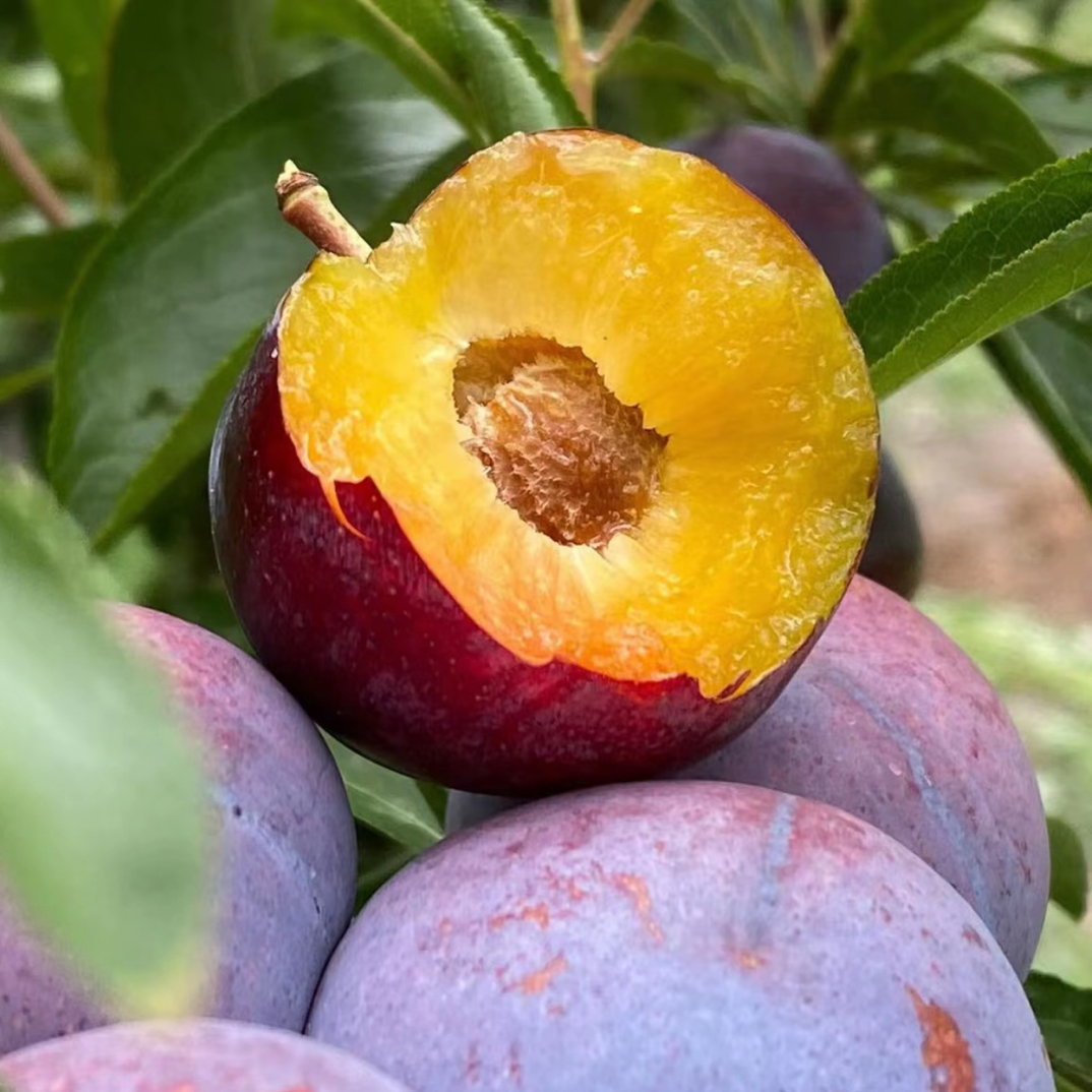 （顺丰快递）四川高山脆红李新鲜应季水果脆甜多汁脱骨李子现摘现发