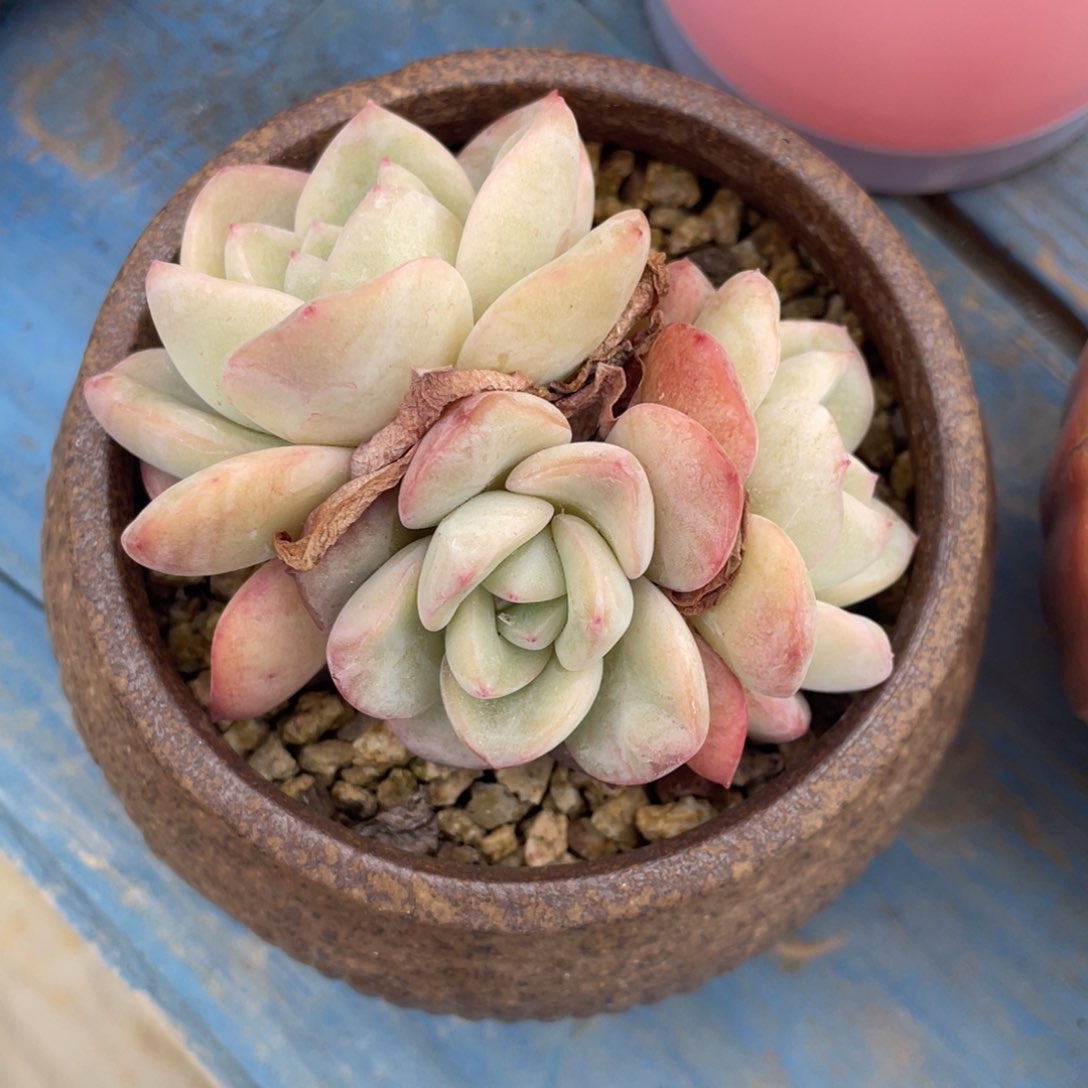 多肉植物盆栽盆栽