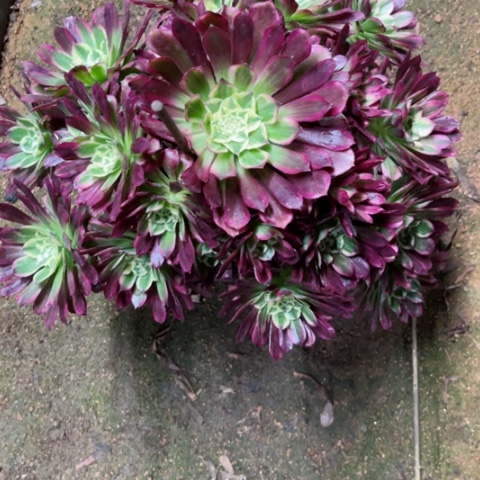 多肉植物天河锦。