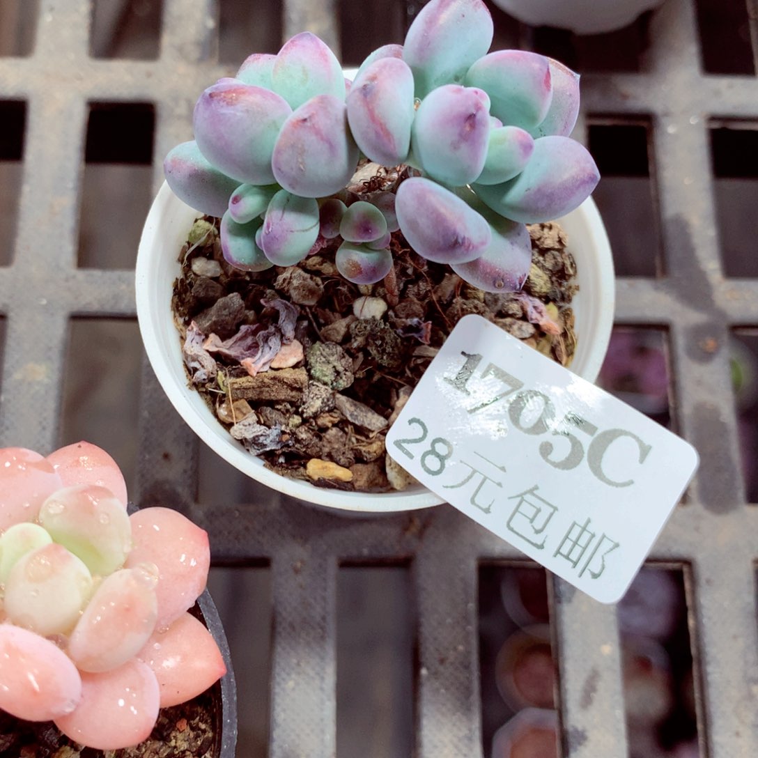 5厘米盆精控多肉1705