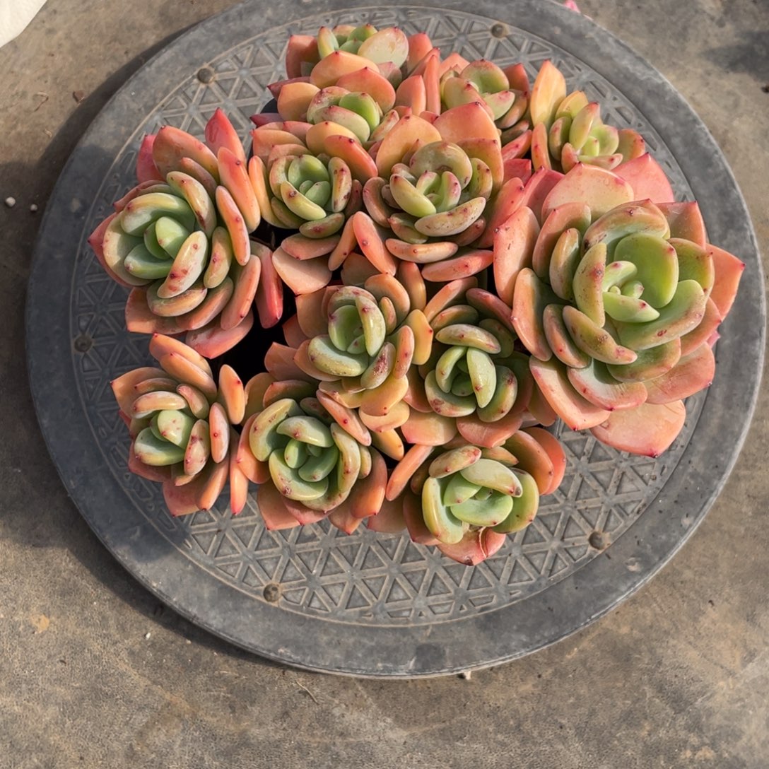 白月光一物一拍中通快递