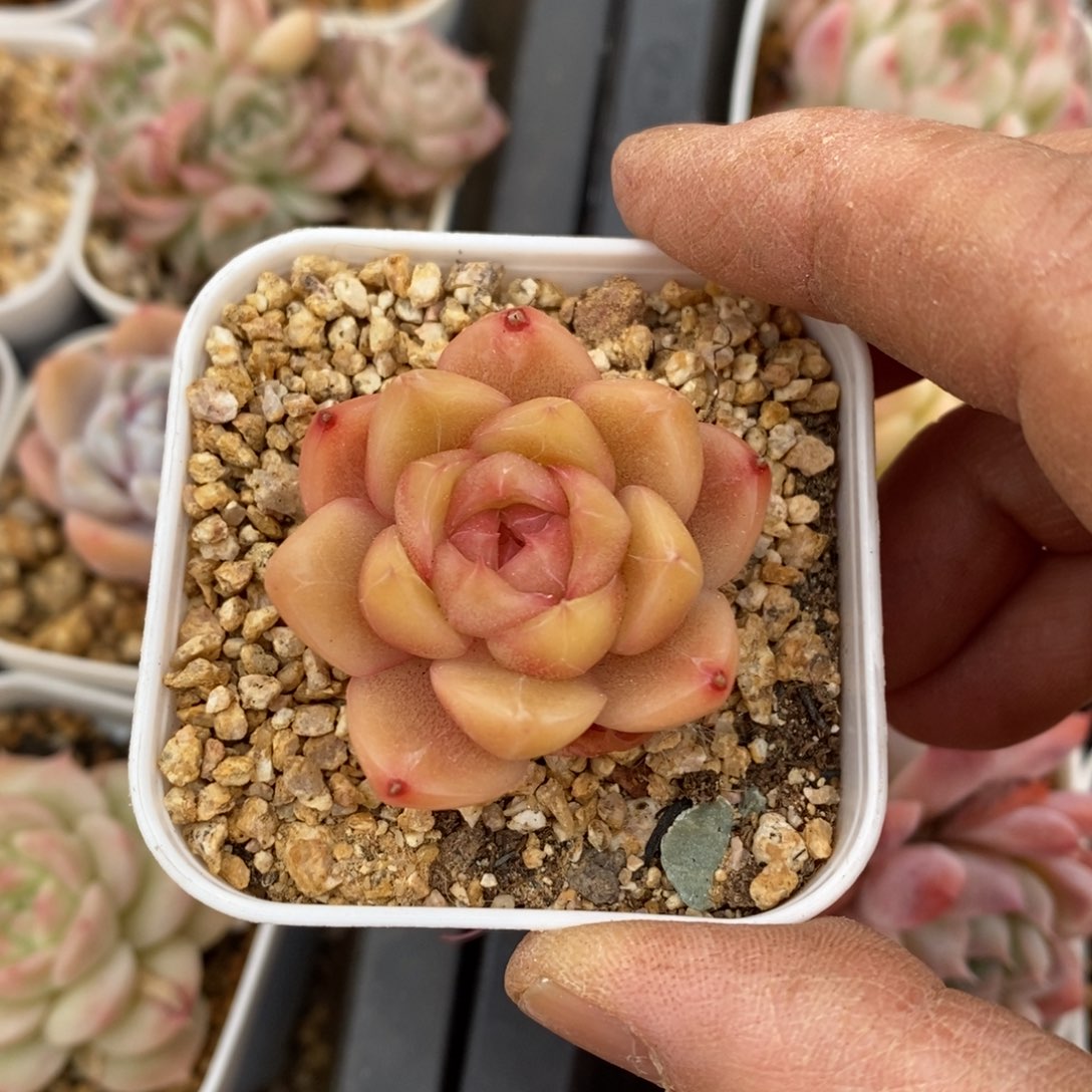 精品多肉一物一拍不包整5