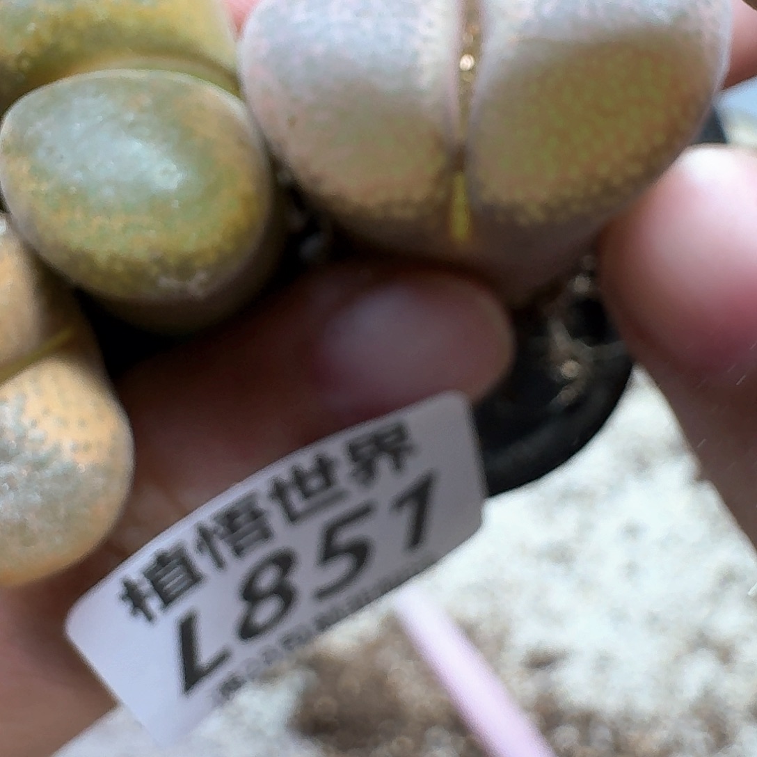 多肉植物的润泽地c