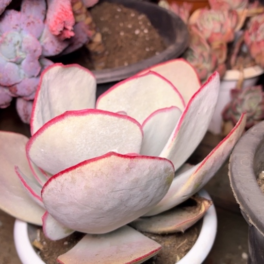 徐*人多肉植物的植物