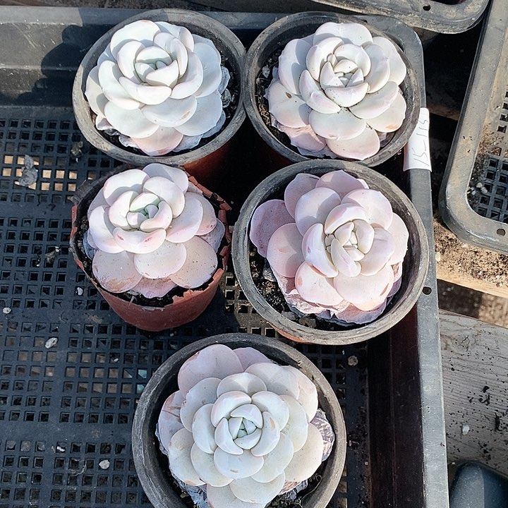 15-113号一物一拍雪莲5颗一组