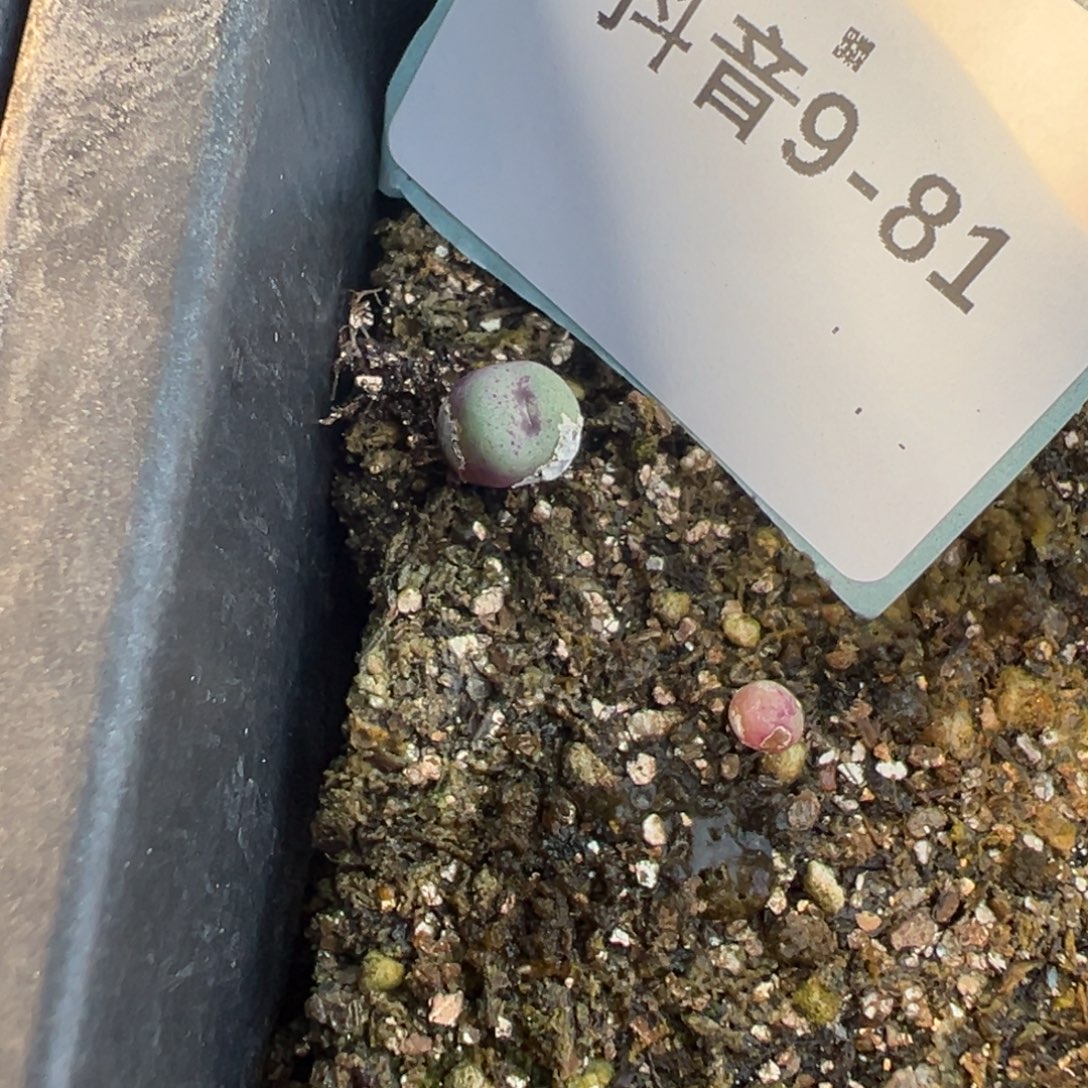 9-81量拍贝特芬红嘴一颗