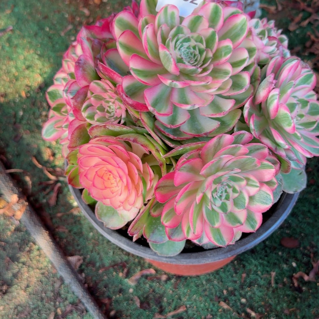 荔枝法师多肉992