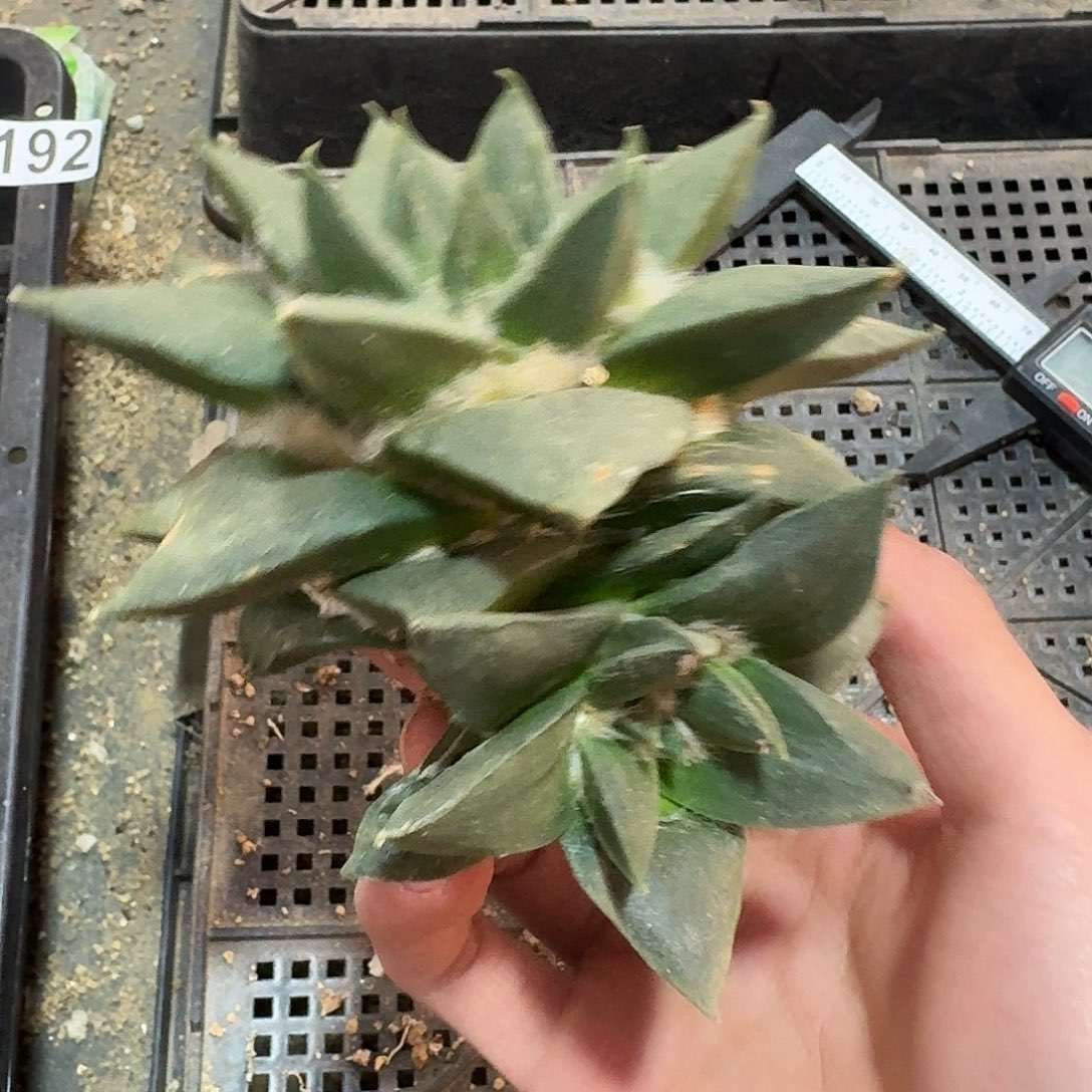 363号仙人球小萝卜根