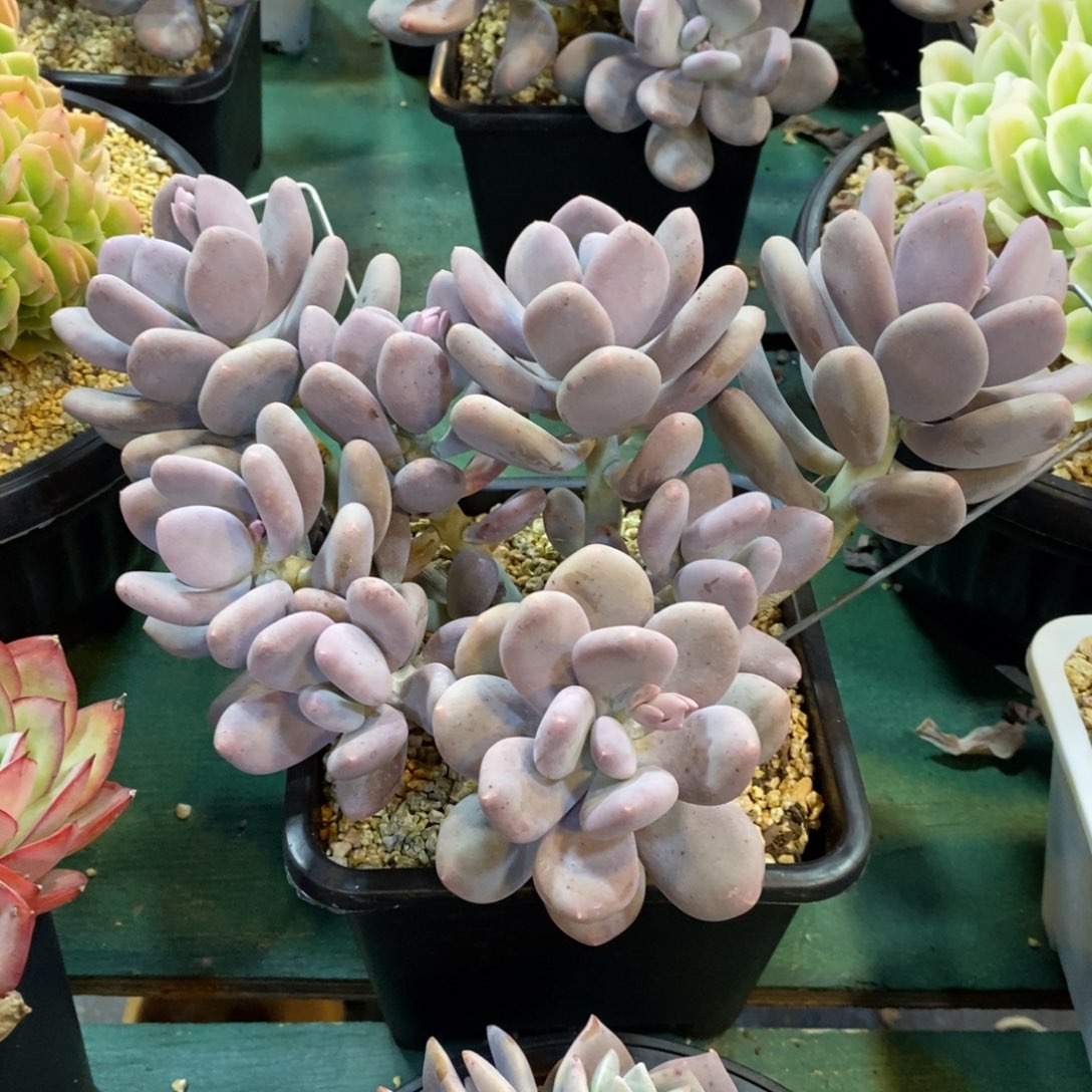 灿*折后价格，大叶奶，1234567891