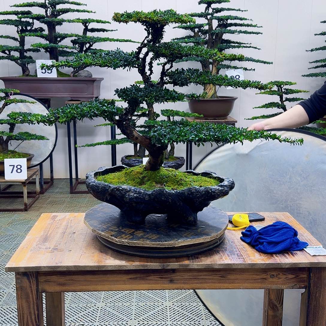 无花朵珍珠红芽罗汉松造型盆景