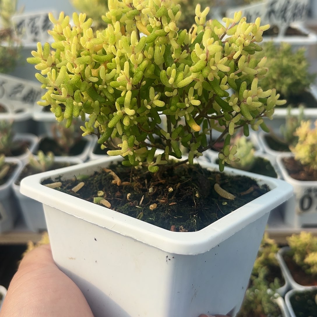 枝干番杏大棵假飞机猪