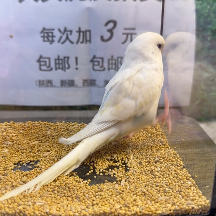 虎皮鹦鹉大头虎皮鹦鹉