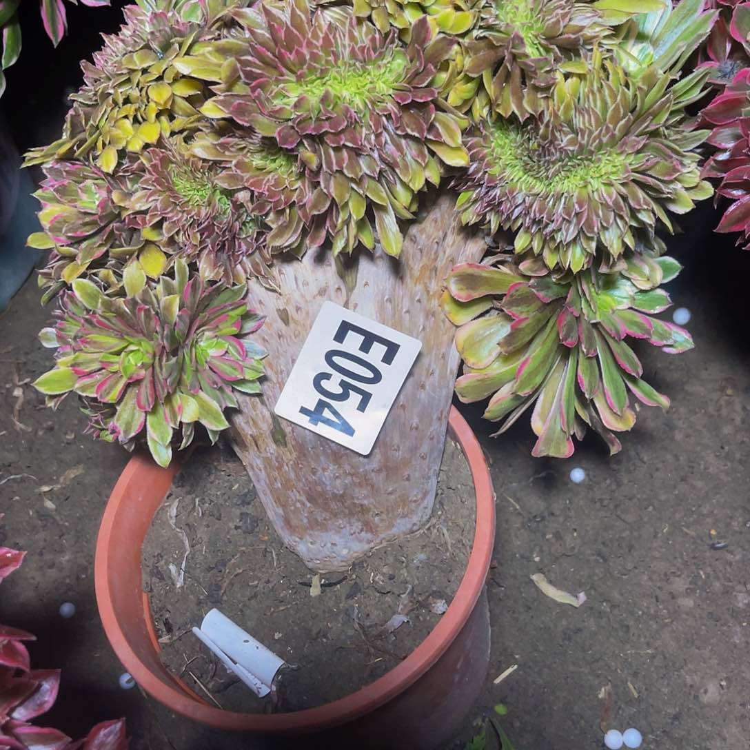 粉黛法师15/-46包邮法师