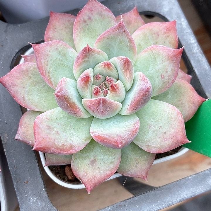 多肉植物钻石卡1033