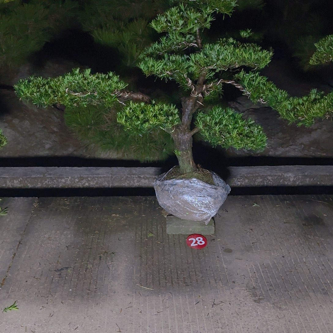 知***新完全开放罗汉松，基地直发