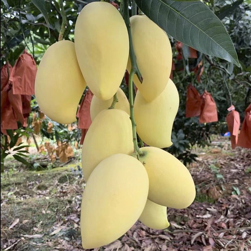 云南鹰嘴芒新鲜采摘热带水果