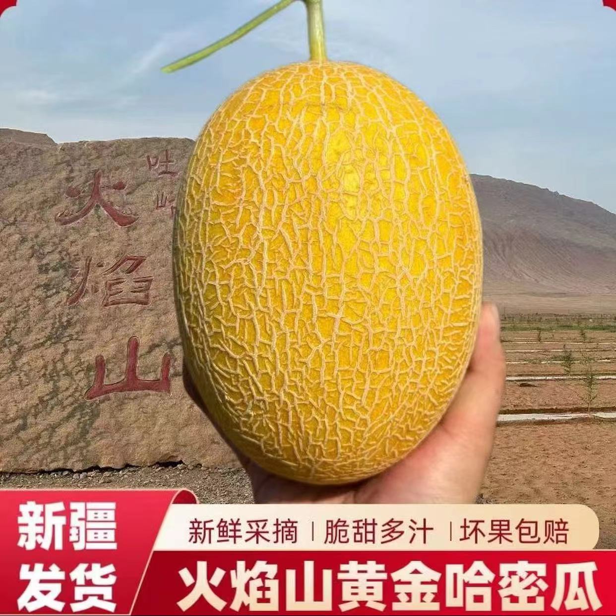 【新疆直发十斤装】新疆正宗金色年华哈密瓜脆甜多汁产地直发
