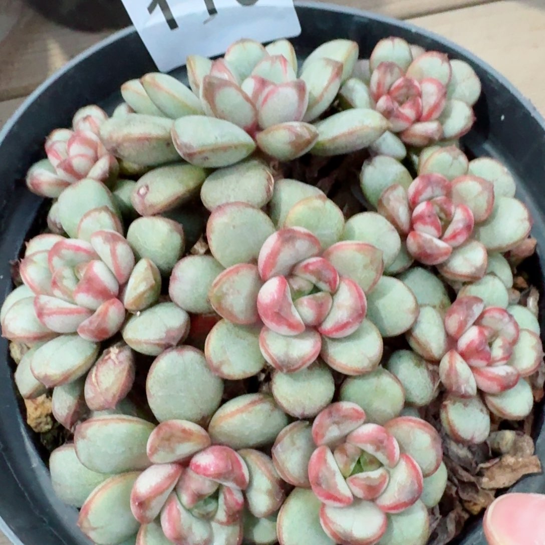 葡萄老桩         精品多肉