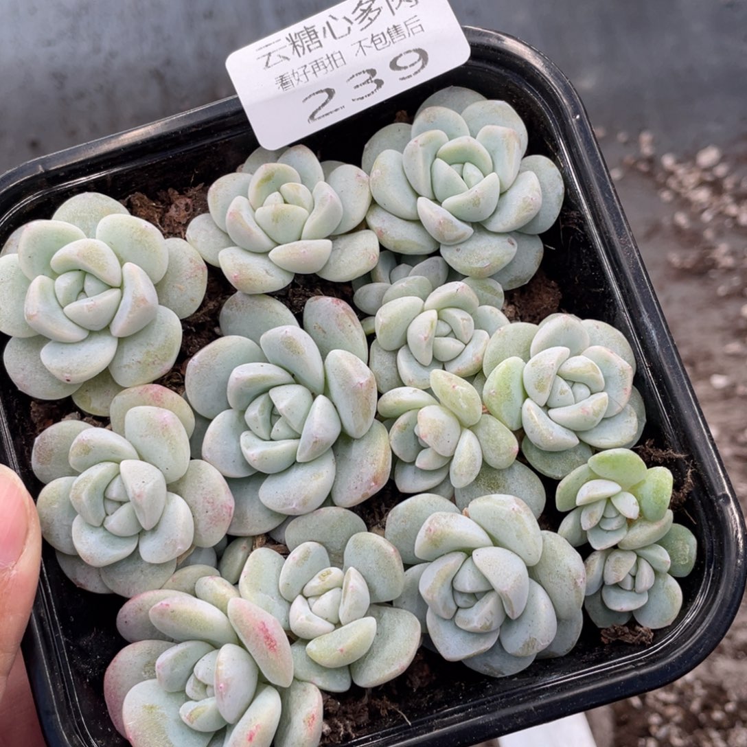 云糖心多肉植物239