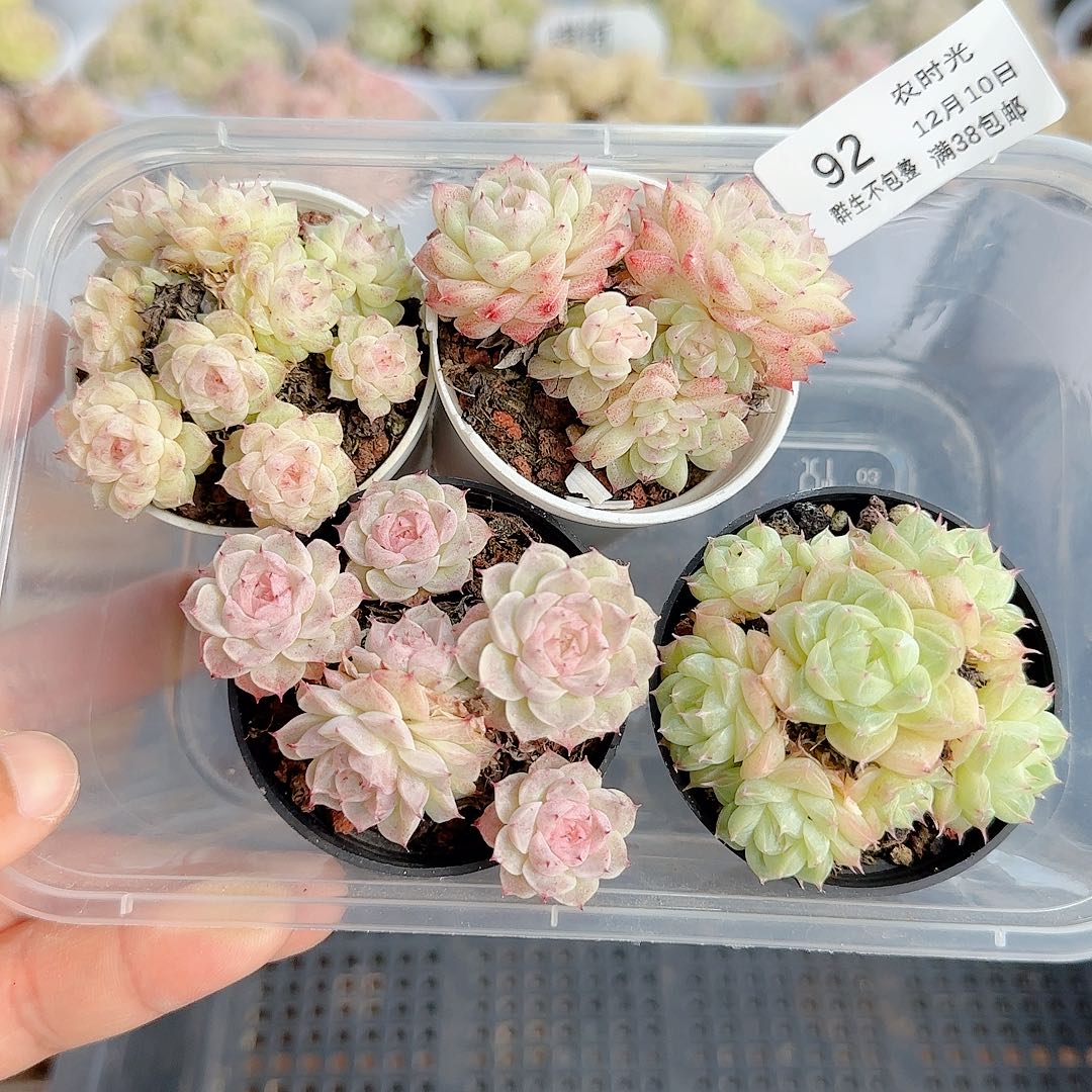 原***点1210-92（小魔仙优选）专拍