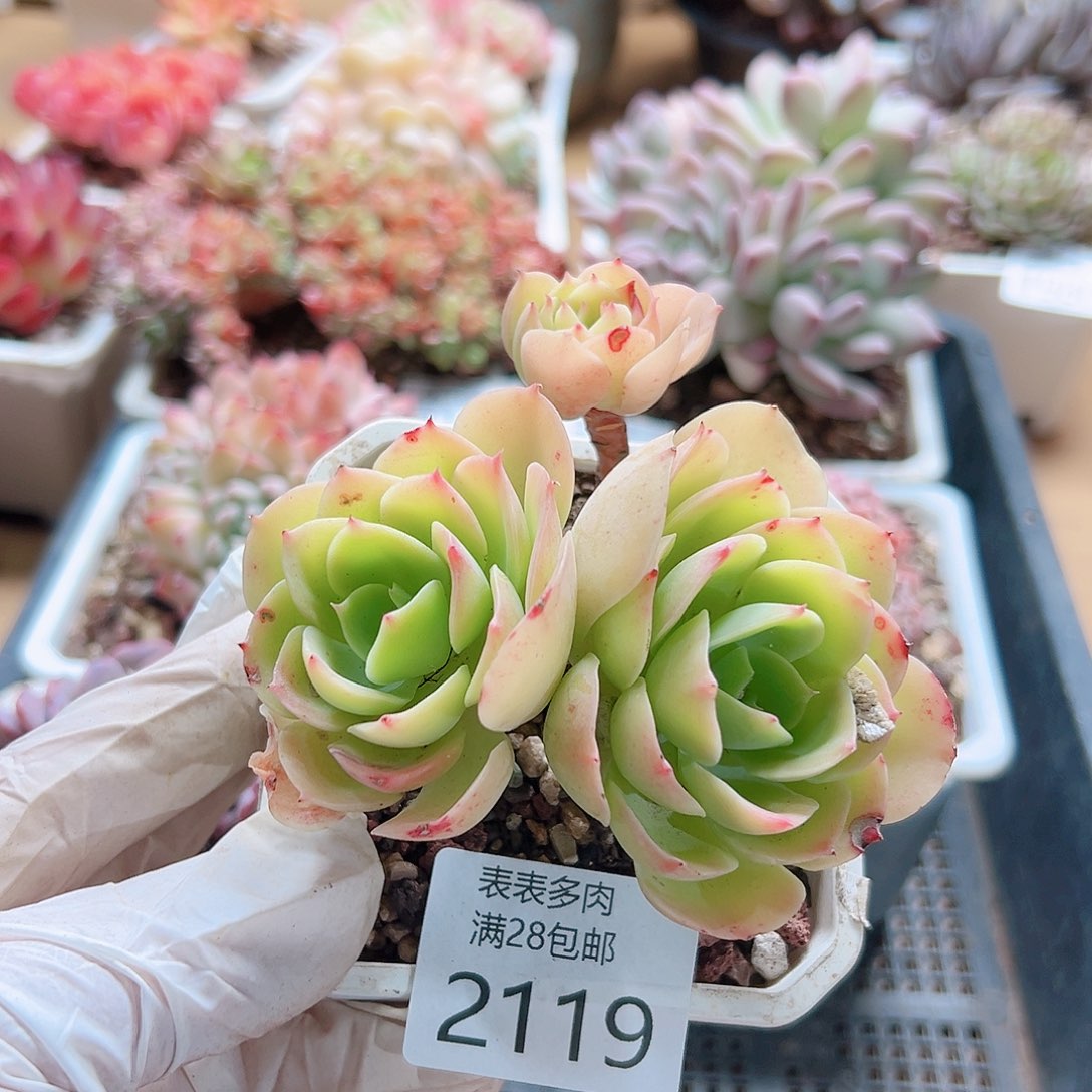 多肉一物一拍2119