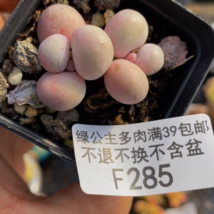 橙奶4cm285多肉植物