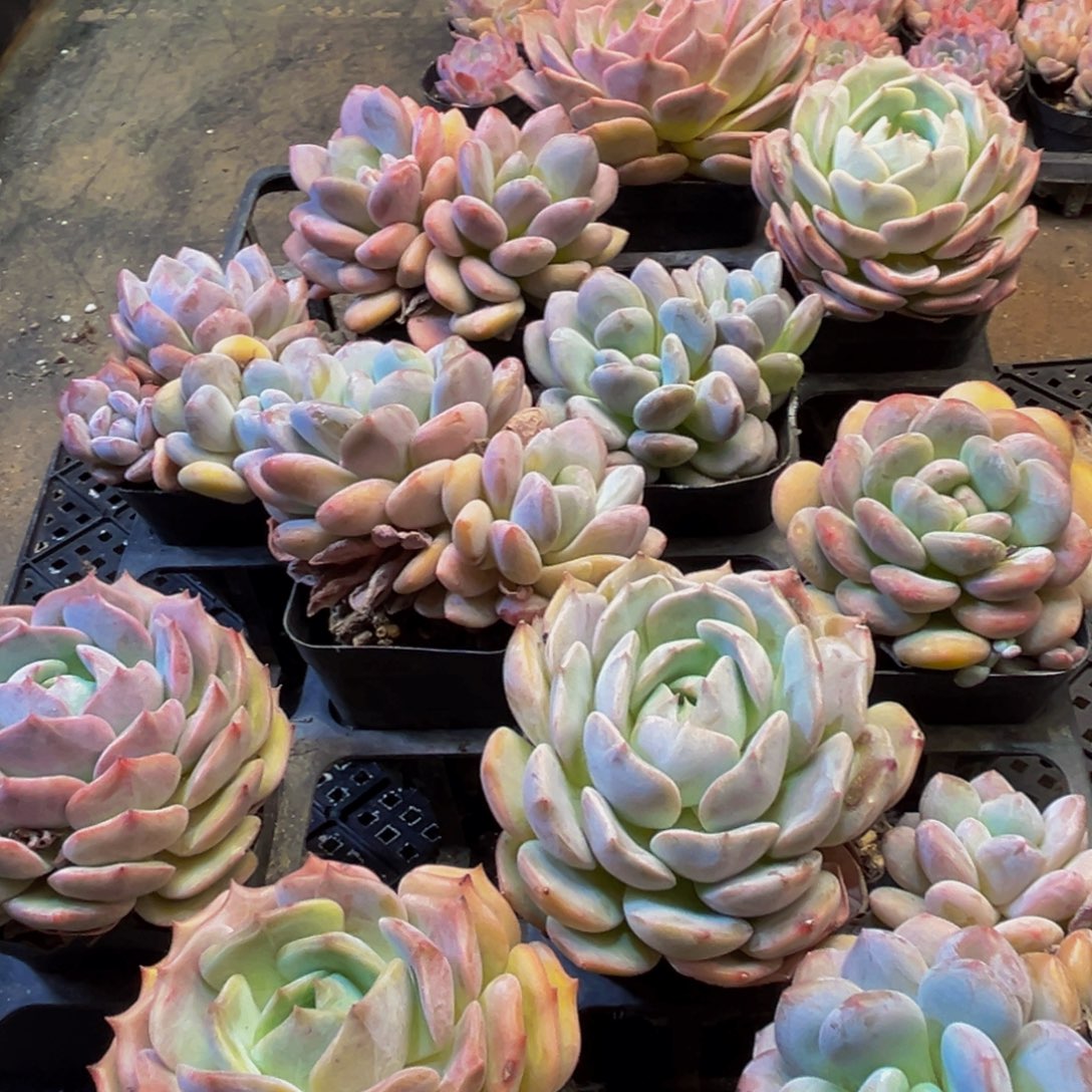 120多肉的小龙虾和