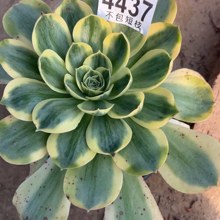 4437香炉白锦多肉植物