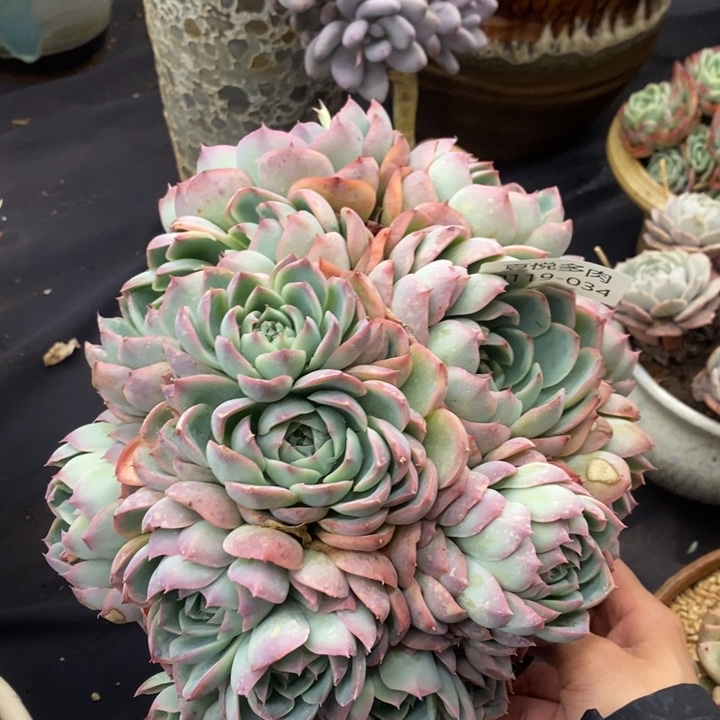 夏悦多肉0119-34侧影