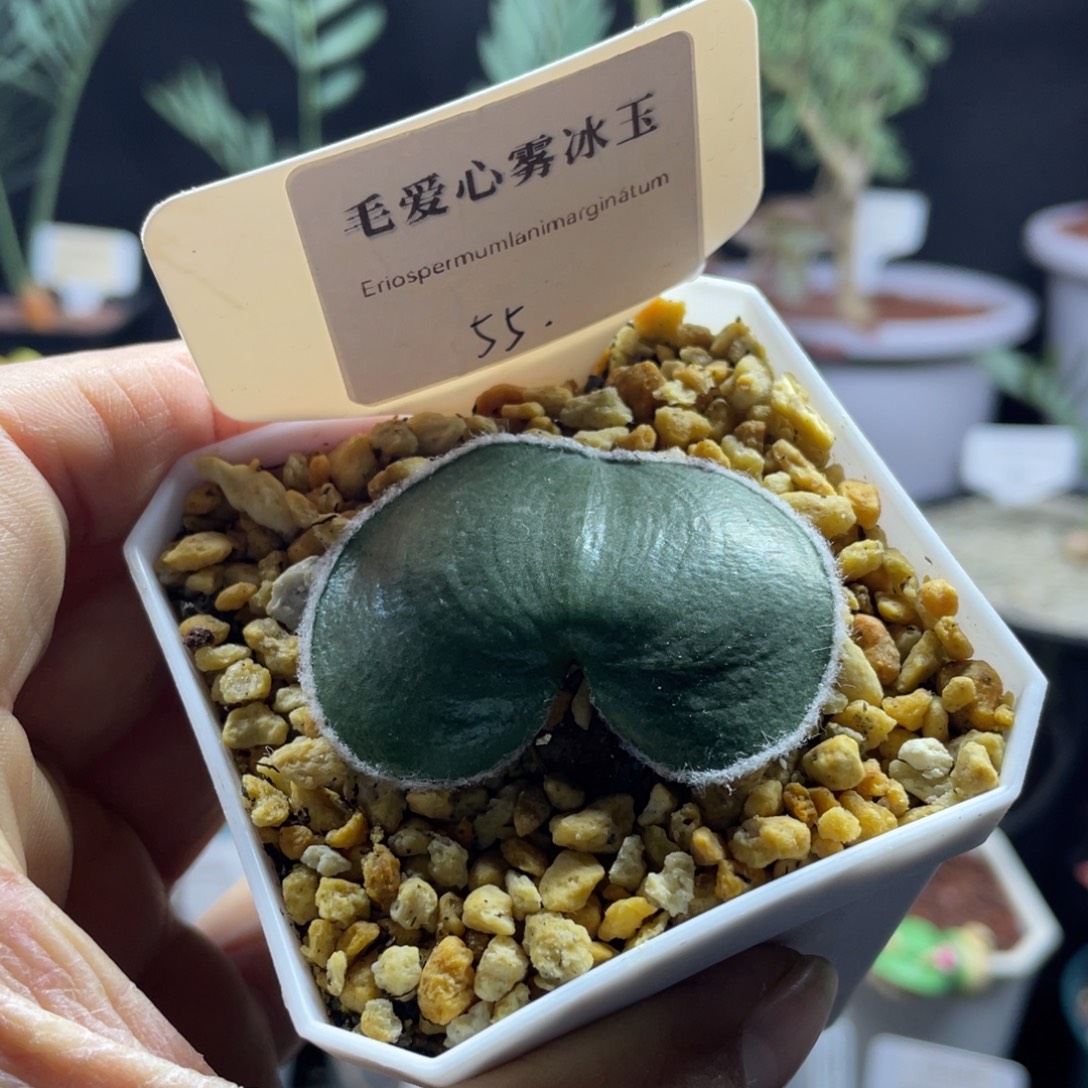 毛爱心雾冰雨带盆发货