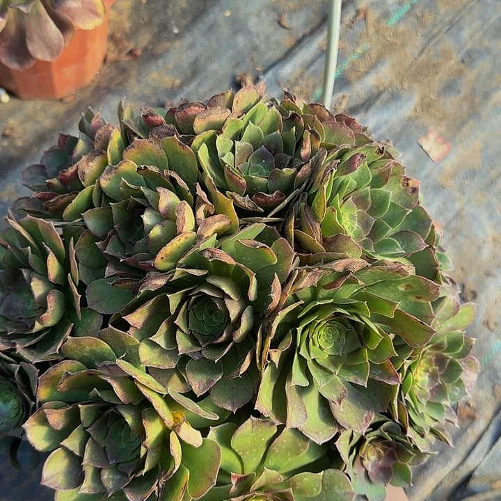 精品万圣节朵朵福利37