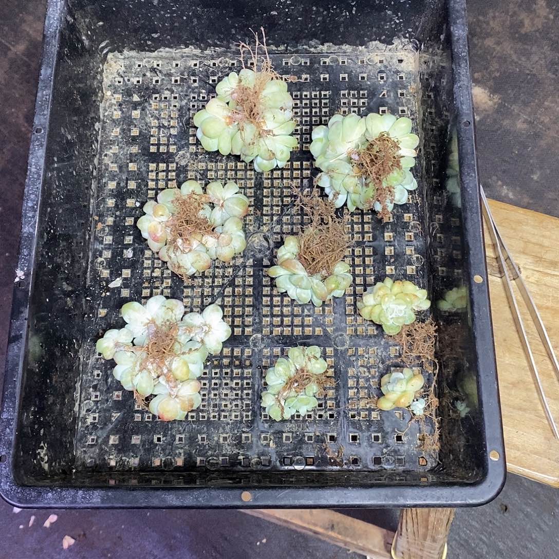 *****冰玉7颗多肉植物哈哈