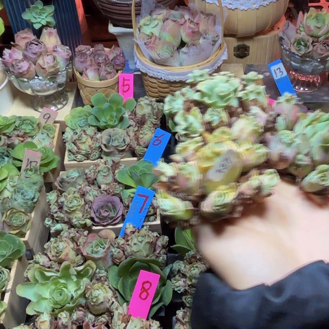 H****山地玫瑰多肉植物花卉137