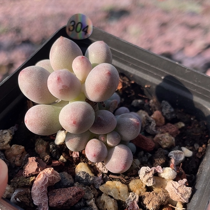 仙子奶酪多肉植物