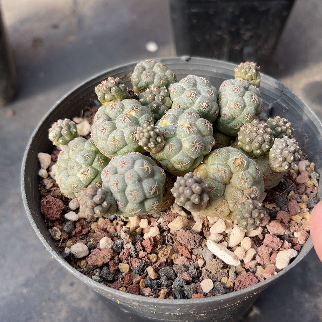 足球团扇一物一拍