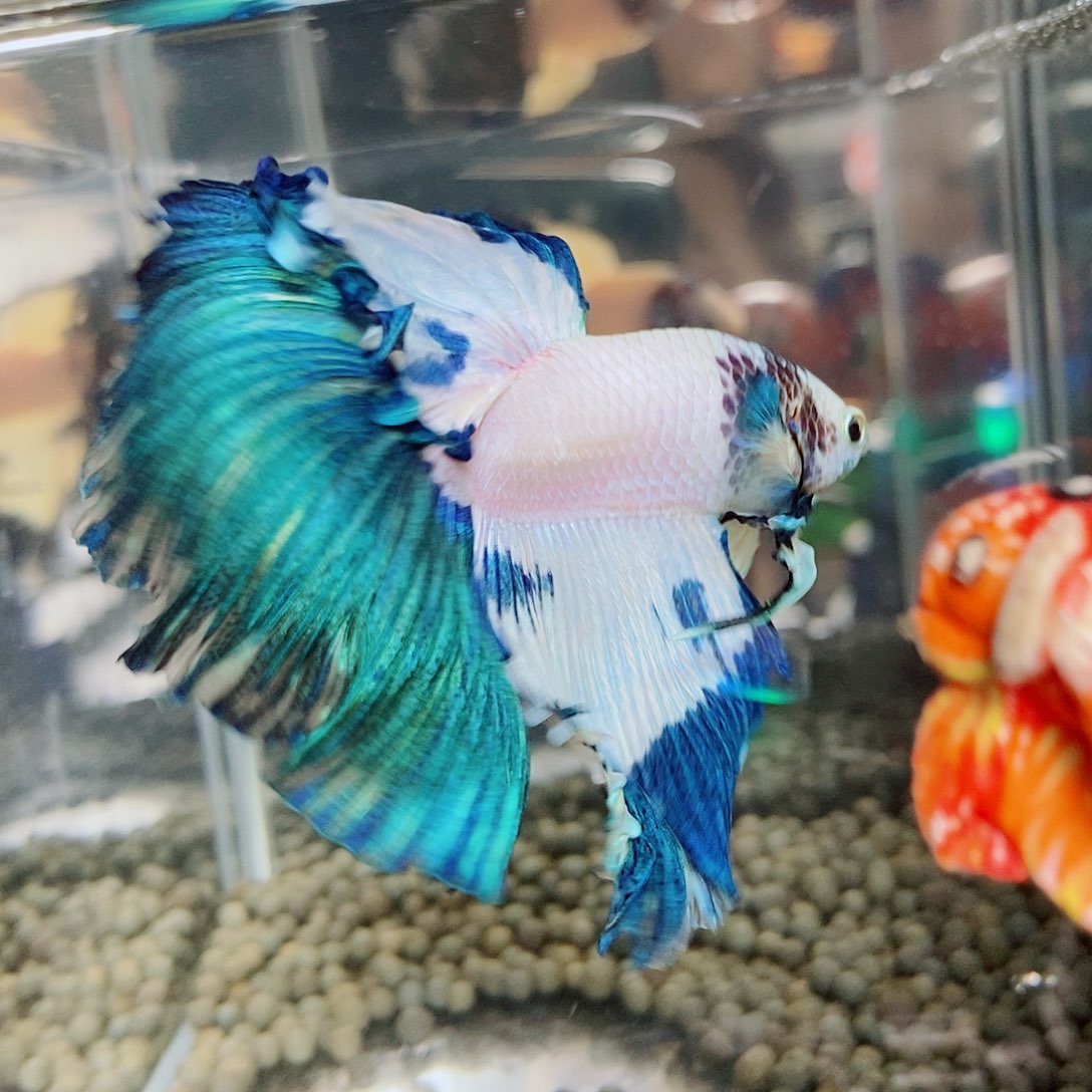 斗鱼黑111号就要斗半月