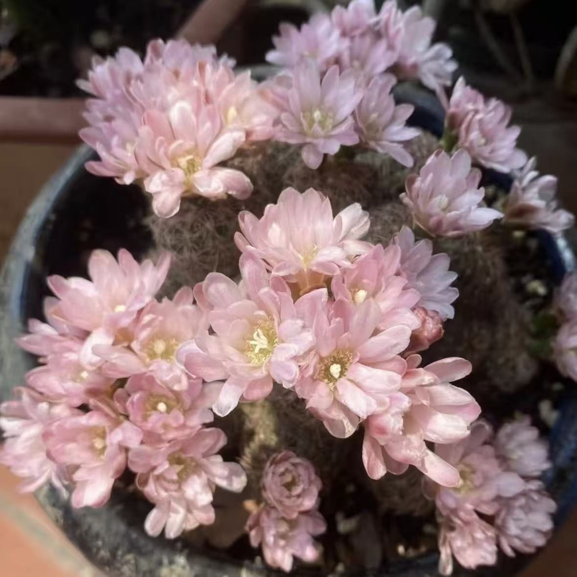 樱花罗星丸   仙人球漳州基地直发 新手好养