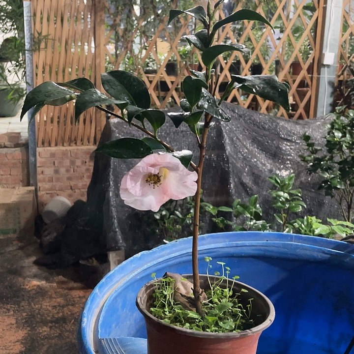 大部分花苞少量开放，绞初岚