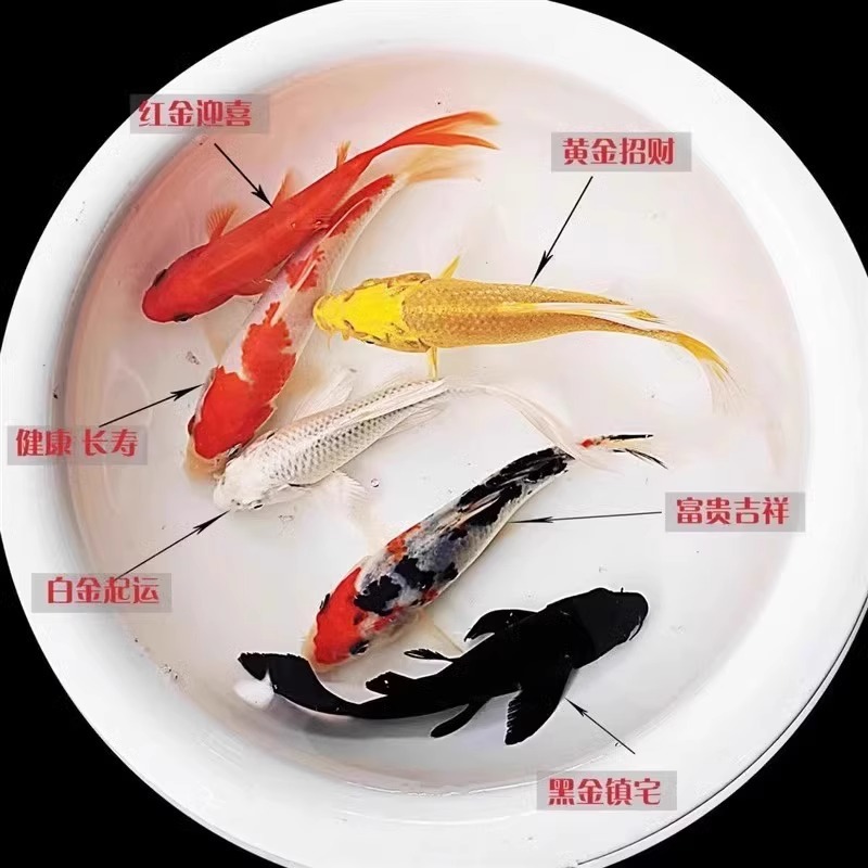 精品（丹顶）锦鲤鱼冷水淡水观赏鱼好养耐活小型鱼苗