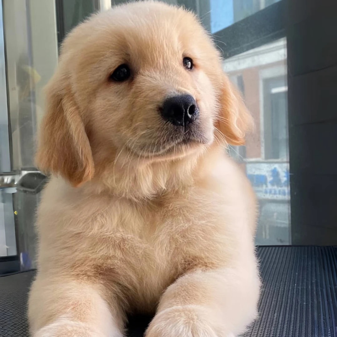 品质金毛幼犬小狗动物
