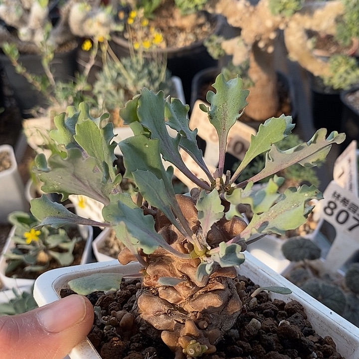 235蛮鬼塔厚敦菊带盆一一一一