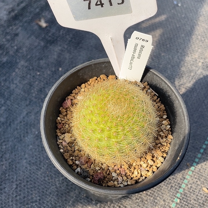 7415 白仙玉属实生裸根发货
