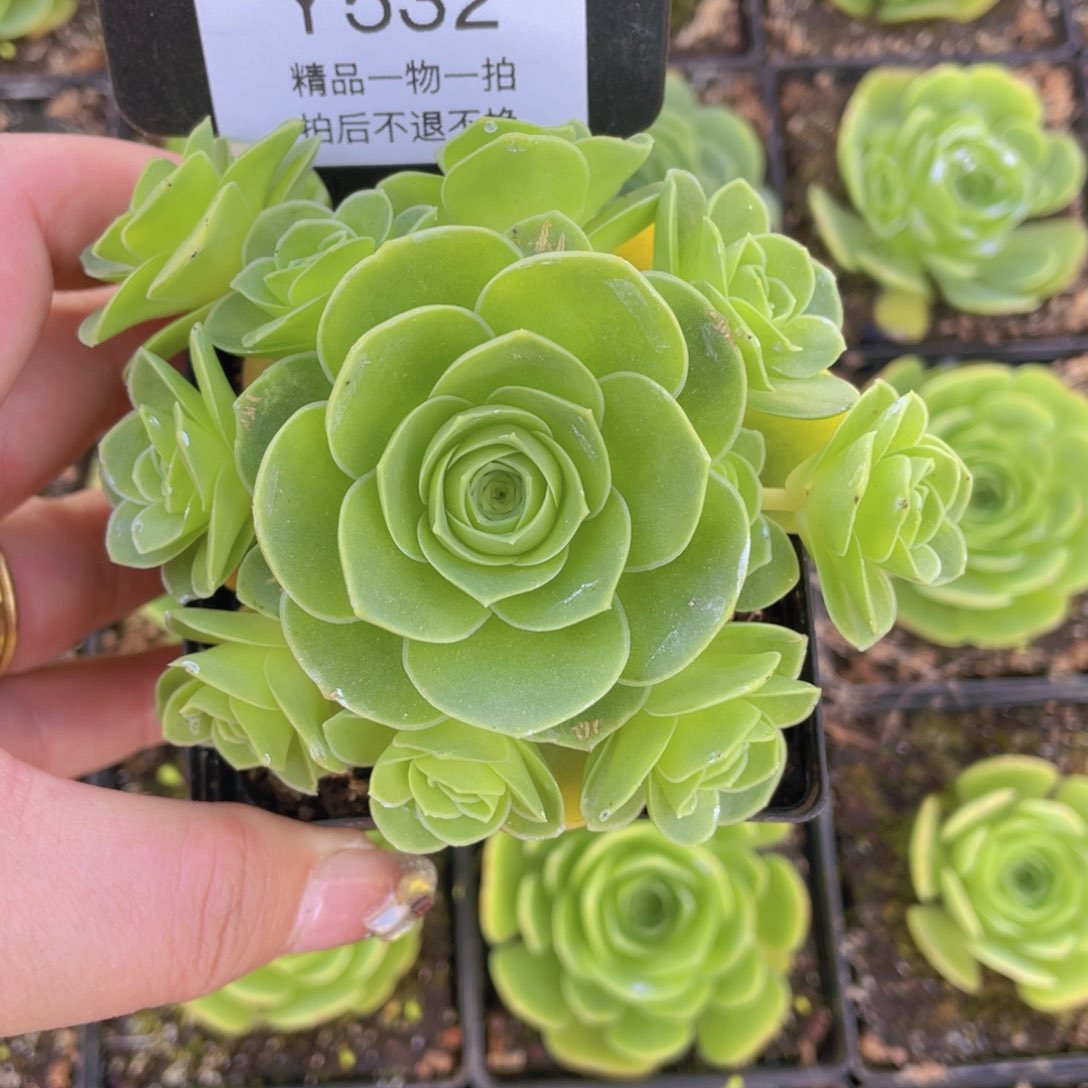 紫樱玫瑰一物一拍532