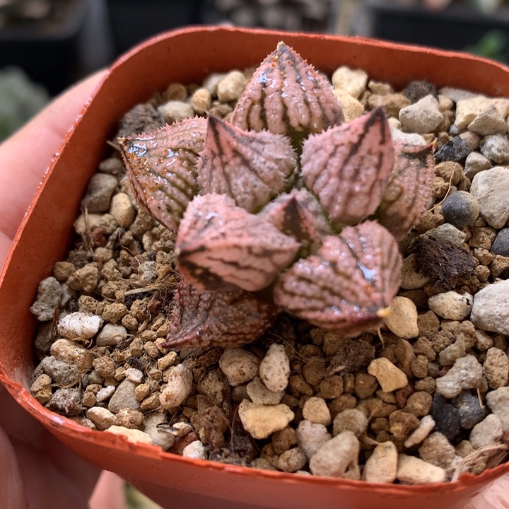 变异皇妃带盆土发货