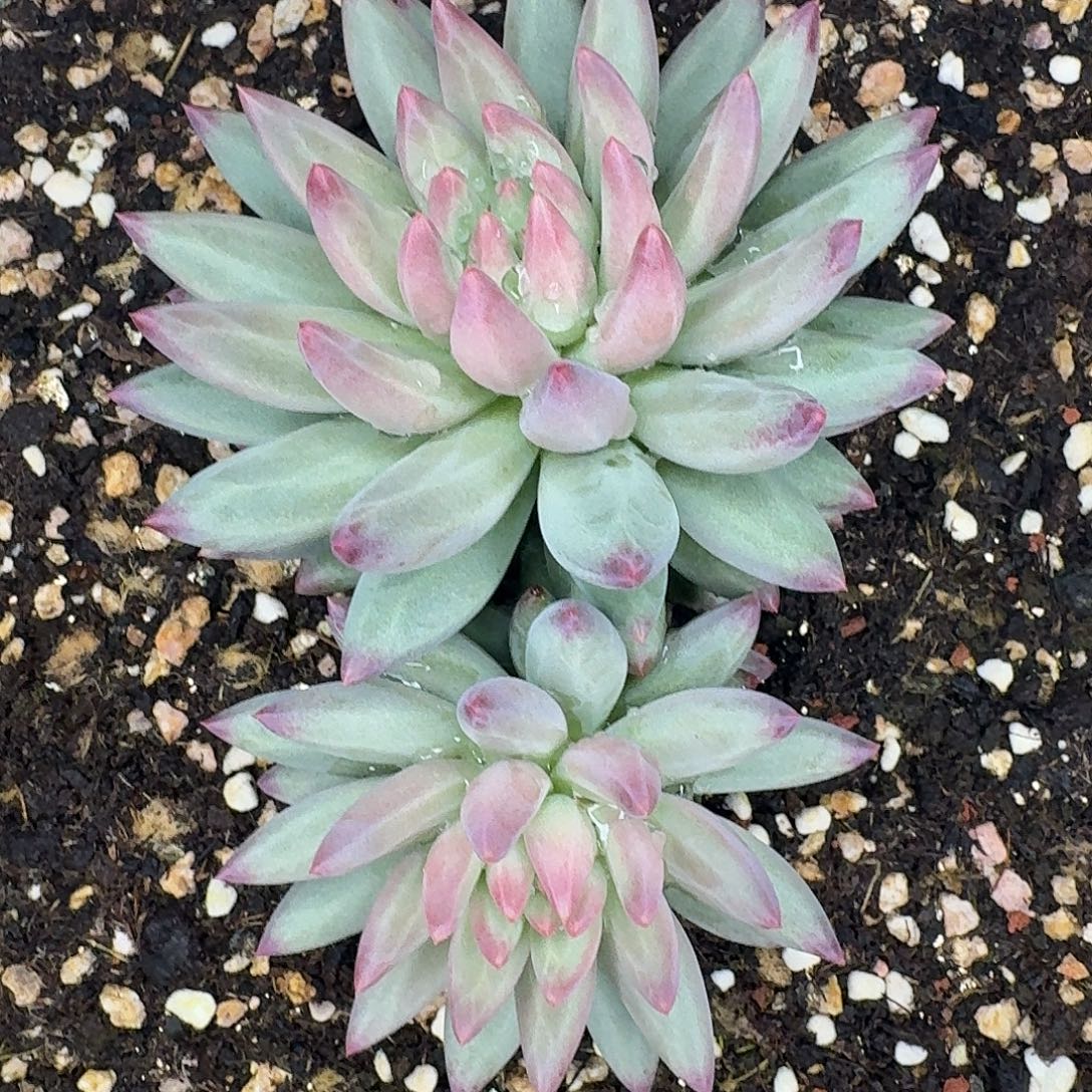 白体虞美人一颗福利炸