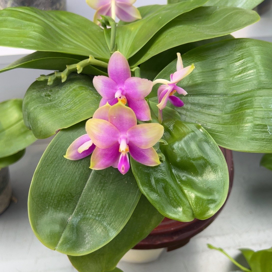 完全开放2.5寸杯蓝贝交弥陀白虎超浓香