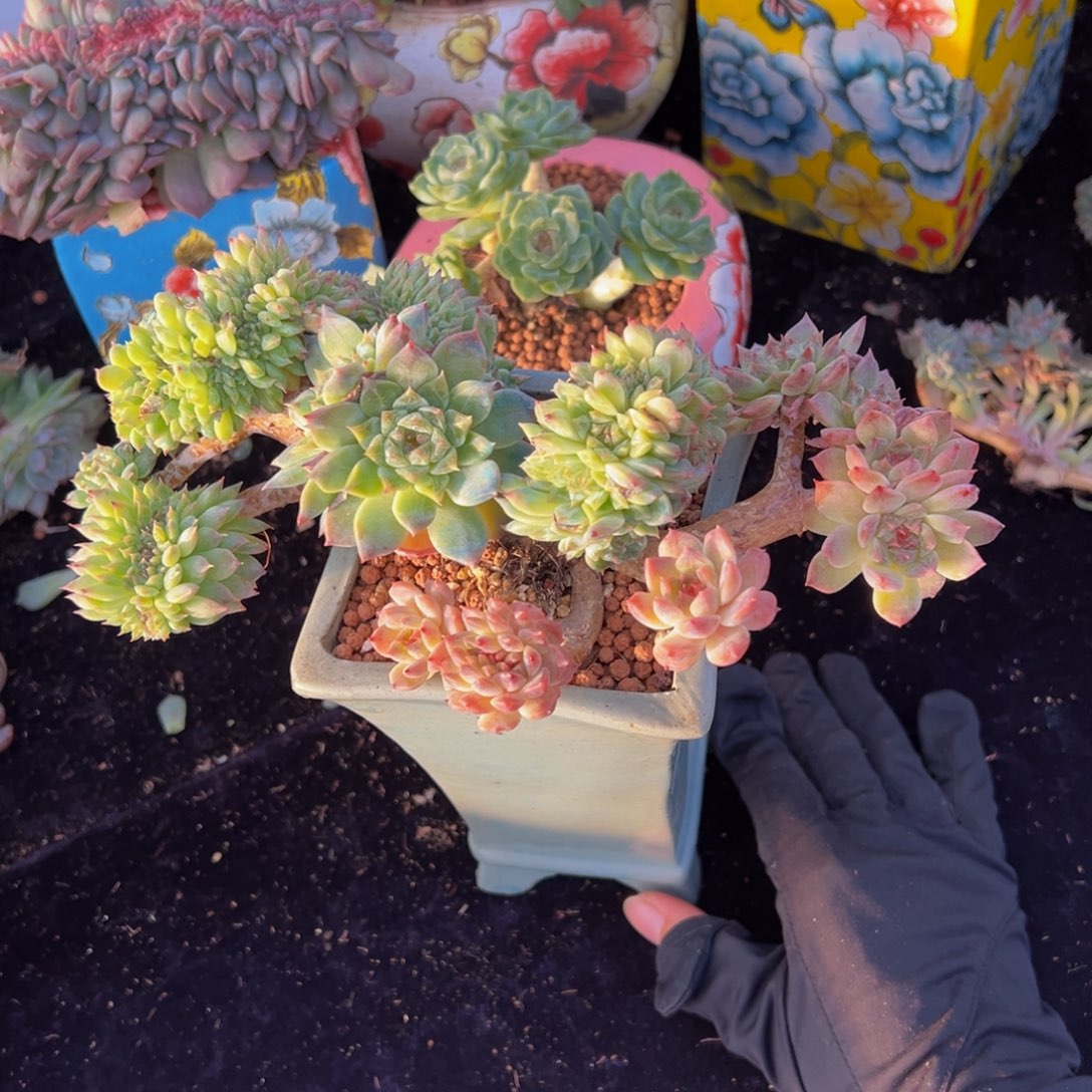 欣***悦小桃花冰魄缀 天天开心