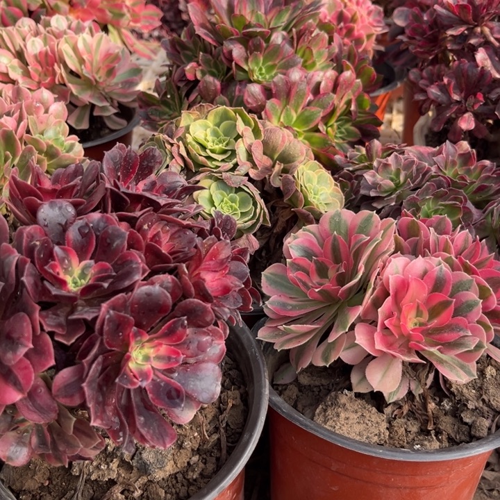 奶白锦小粉女巫小美杜莎