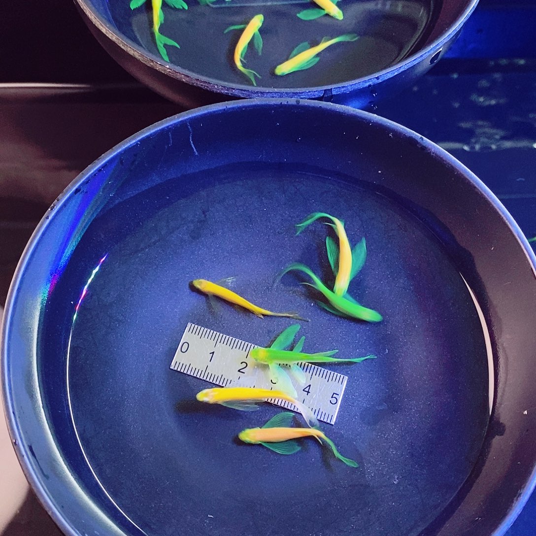 斑马鱼蝶翼斑马50个翡翠