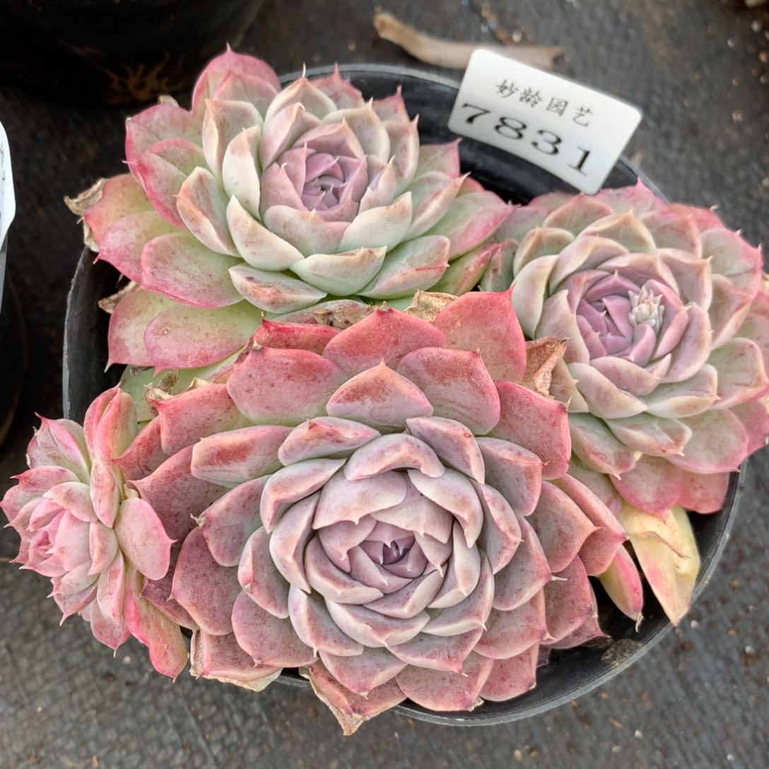 7831新年快乐发发发